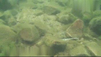 路亚黑坑鲈鱼最佳上岸方法,春季路亚海鲈鱼技巧