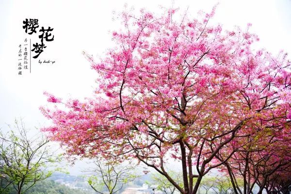 樱花梦日语,永福樱花之旅