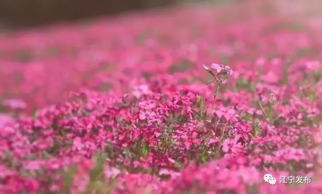 樱花开了！该寻觅浪漫了！请收好这份赏樱地图！