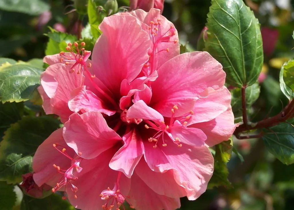 家里养的花掉叶子怎么处理,栀子花叶子发黄干枯掉叶子怎么办