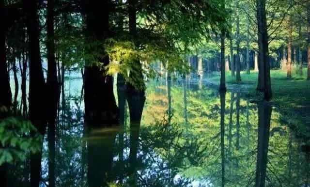 植树节去蚂蚁森林,植树节到