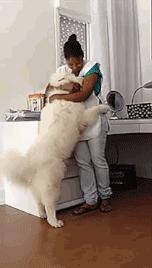 养萨摩耶日常生活,养了只萨摩耶好像不太聪明的样子