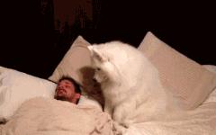 养萨摩耶日常生活,养了只萨摩耶好像不太聪明的样子