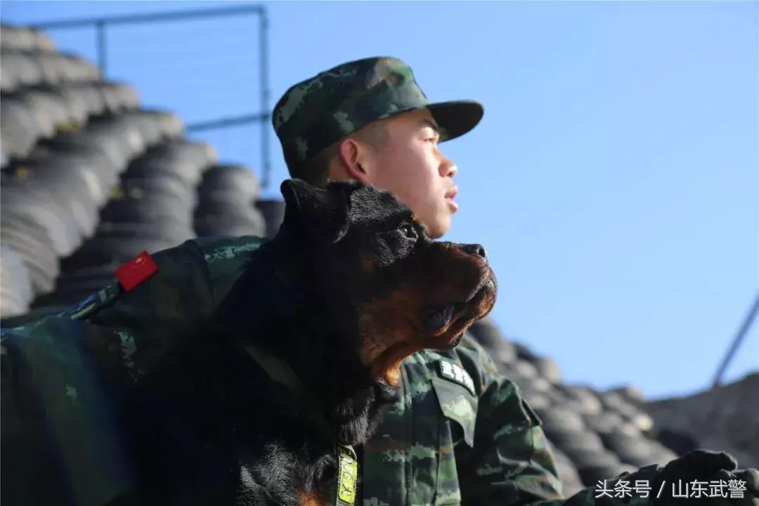 军犬来了|在两代训犬员爱的传承下,“萌犬”虎子变“猛犬”