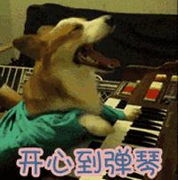 送你超模羽毛,成为逆龄仙女,“宠物界的YSL”重磅来袭!