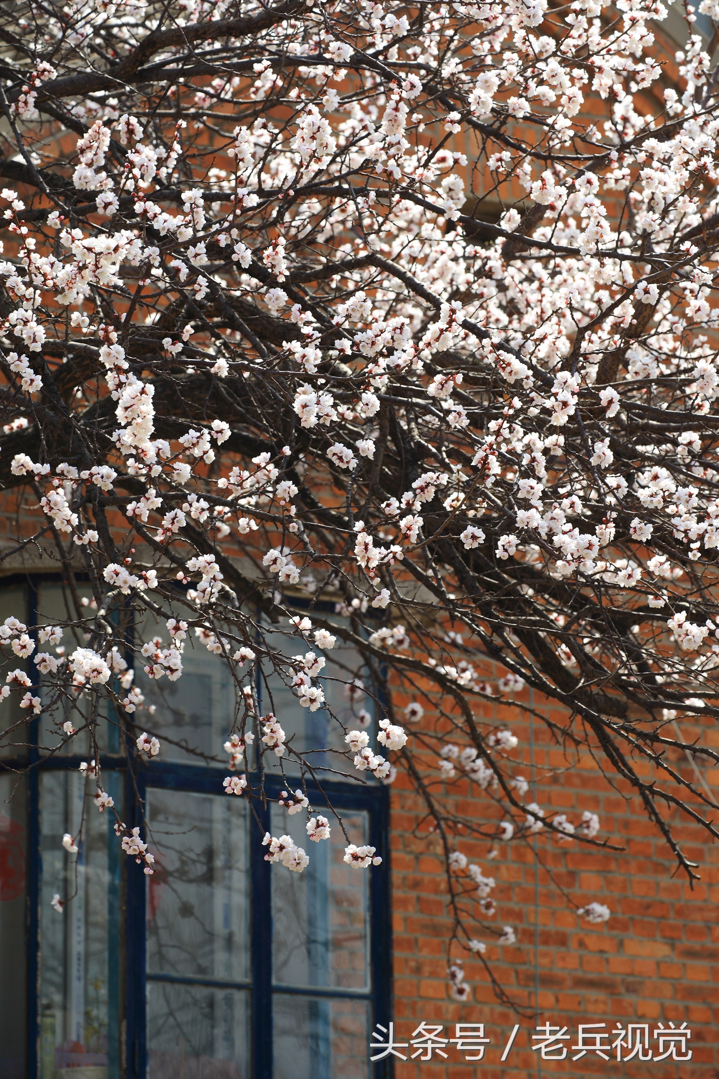 从大连到杭州上海苏州,大连到杭州旅行