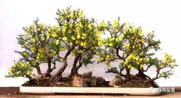 造型独特的迎春花盆景,迎春花盆景有哪些造型特点