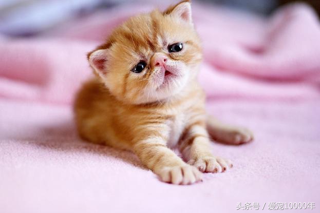 给宠物取一个有寓意的名字,宠物起个有意思的名字大全