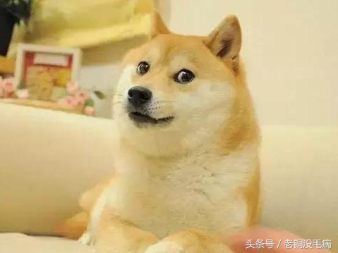 苹果手机推特提示出错了,苹果手机推特显示出错了