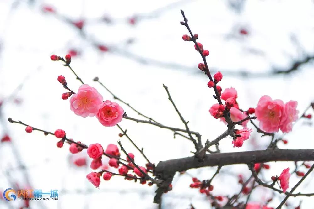 内江新马泰在哪里,内江新马泰