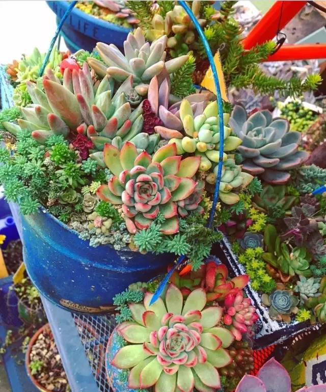 有一家多肉解忧杂货铺是一种怎样的体验