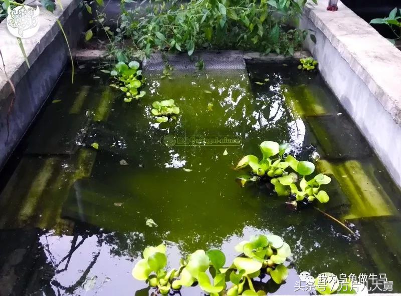 美文欣赏—头有斑、壳有纹、不加温、体型小，还不贵，它就是剃刀