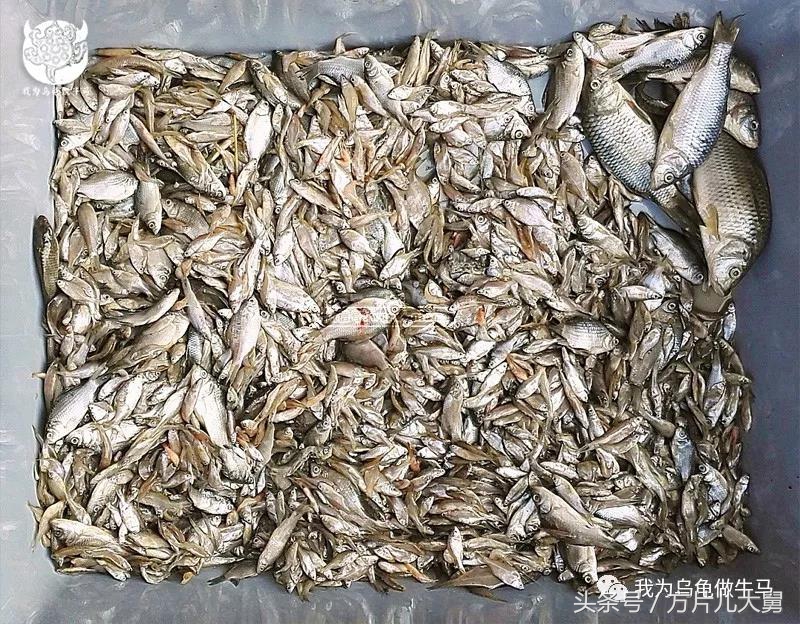 美文欣赏—头有斑、壳有纹、不加温、体型小，还不贵，它就是剃刀