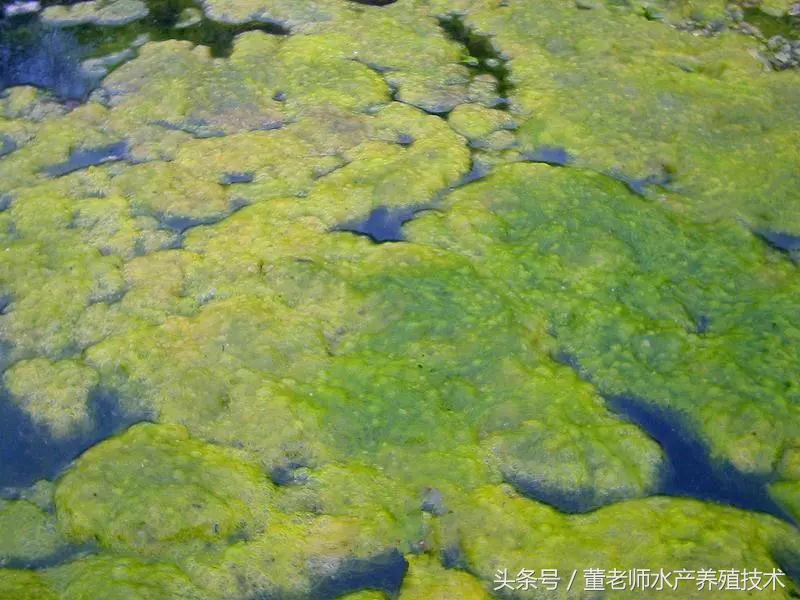 预防水缸青苔最有效的方法,池塘青苔治理用什么药