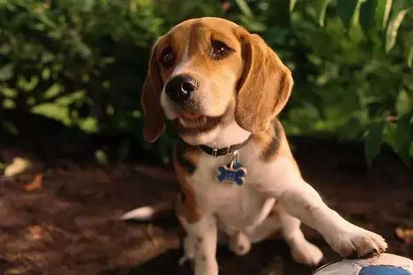 把狗当成狗就是对它最大的尊重,把一只狗从小当成人类养