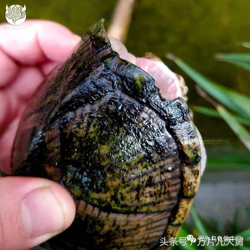 美文欣赏—头有斑、壳有纹、不加温、体型小，还不贵，它就是剃刀