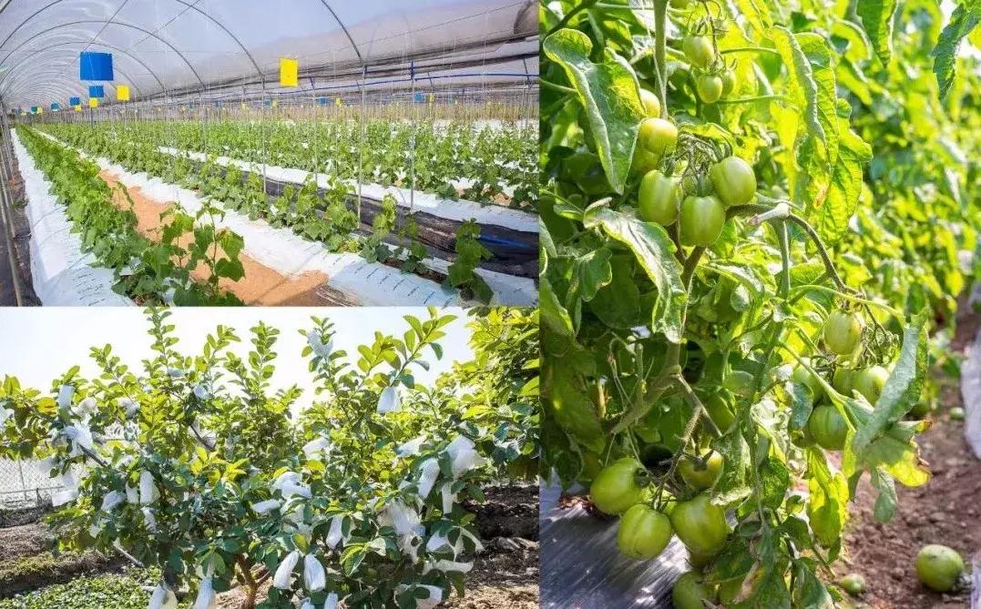 亲子游好去处！番禺周边的农家乐、游乐场、文化园…充实又好玩！