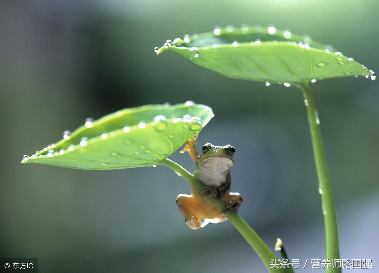 小学生近视了怎么恢复正常视力,怎么才能让300度近视恢复正常视力