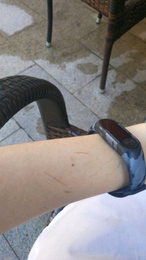 在邻家，领养了只狸花猫，喂养一个月，噩梦就开始了！