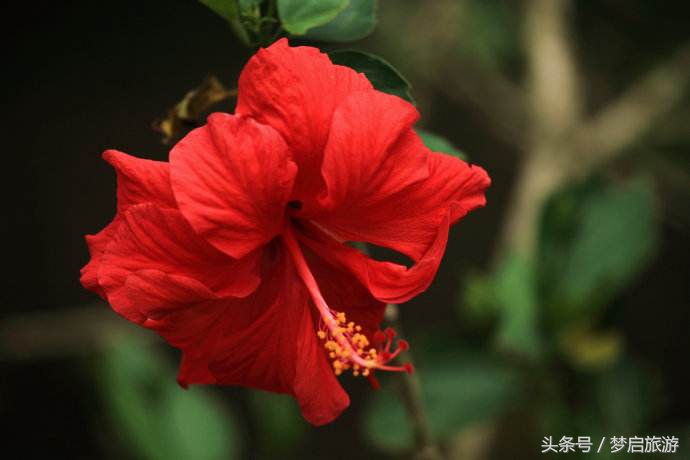 亚洲四小虎马来西亚,亚洲四小虎最新视频