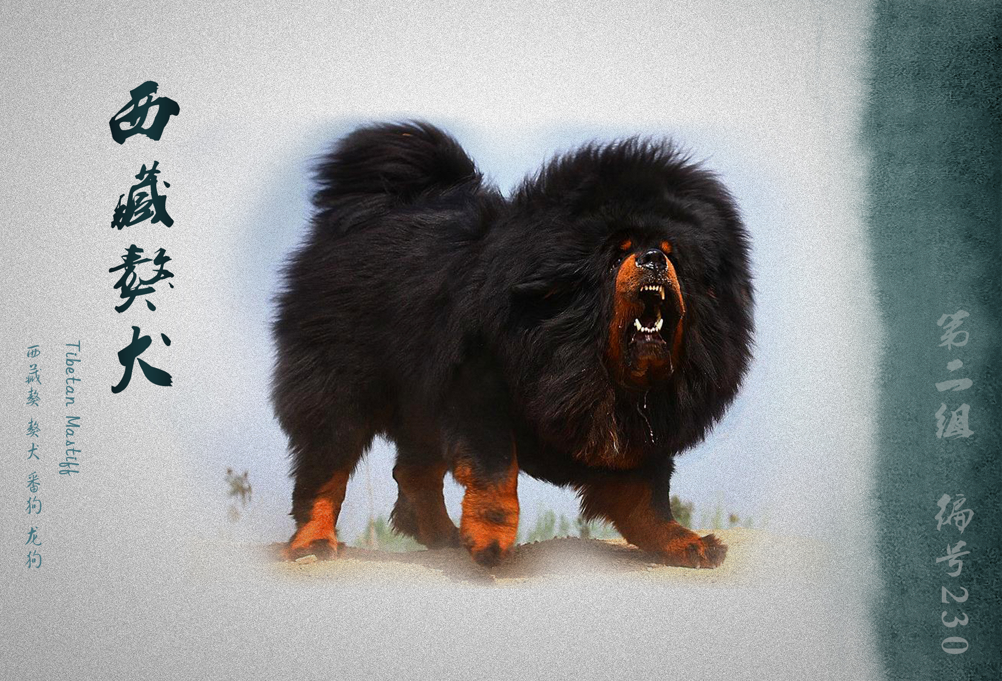 中国被fci认可的犬,被国际承认的中国犬