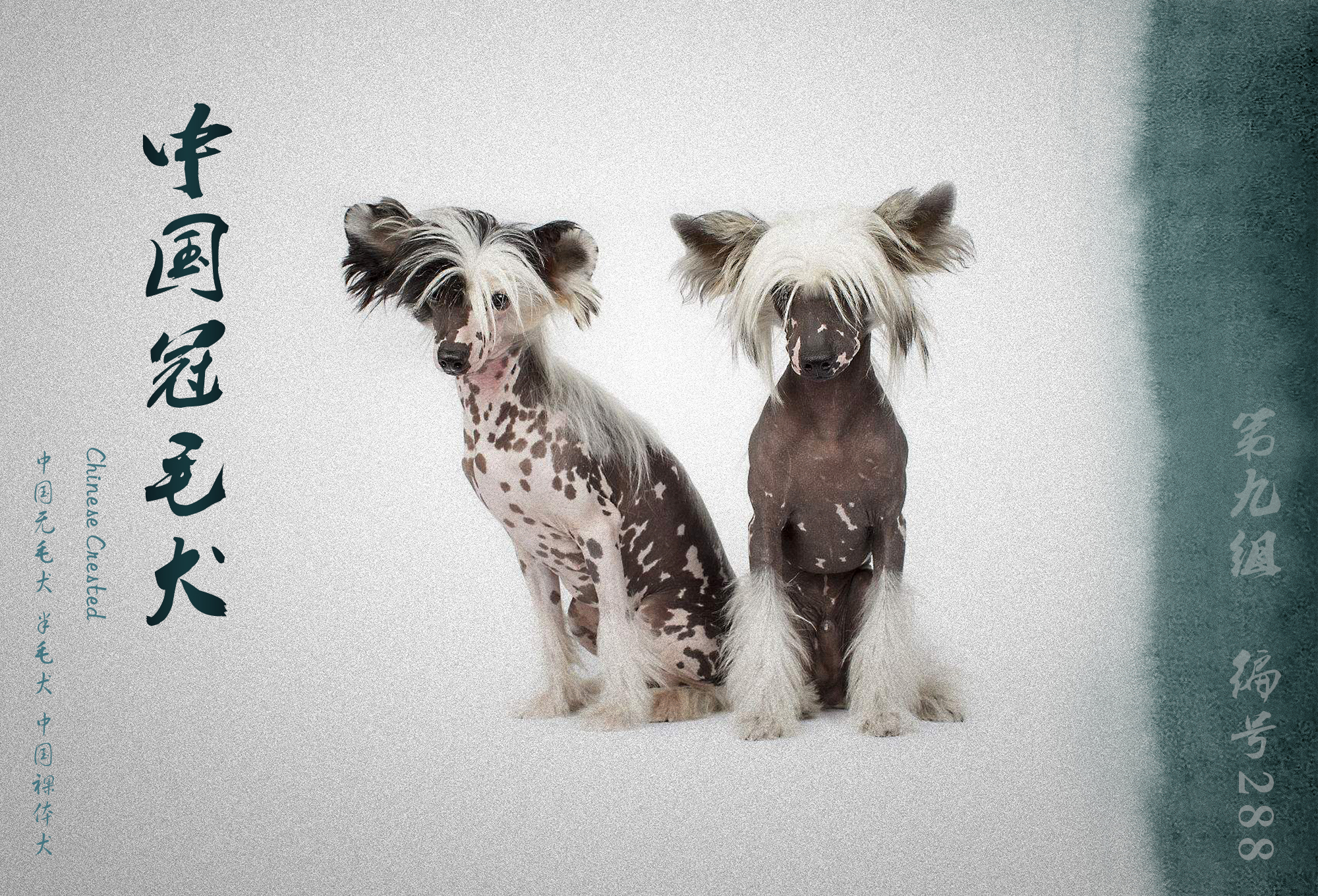 中国被fci认可的犬,被国际承认的中国犬