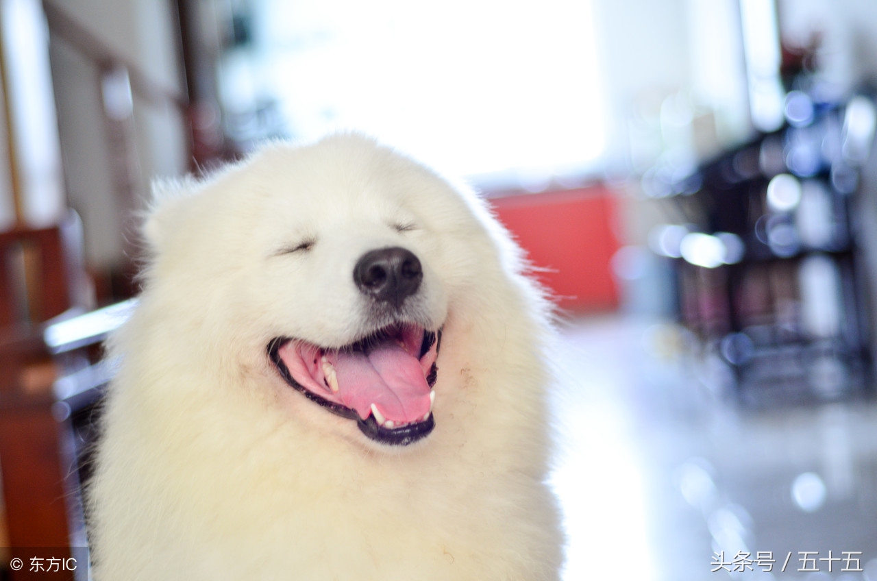 养萨摩耶日常生活,养了只萨摩耶好像不太聪明的样子