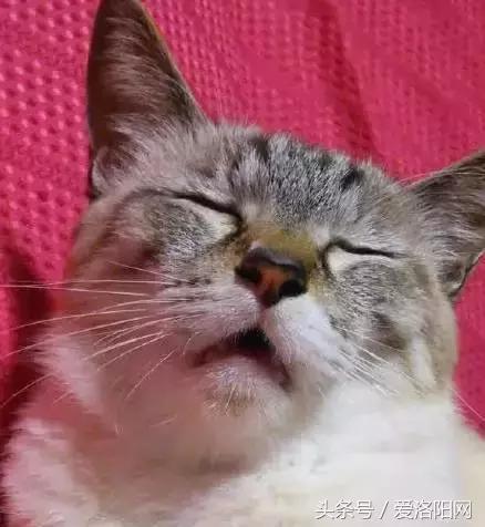 鍋囨湡寤堕暱缇庨,鎵撳崱娲涢槼杩欎簺缇庨鑰佸簵