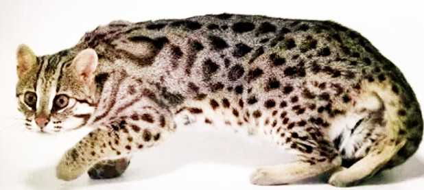 中国十大名猫狸花猫,中国古代名猫