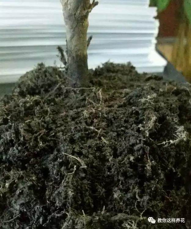 绿萝发财树杜鹃发黄萎蔫枯死，一个塑料袋就能救回！