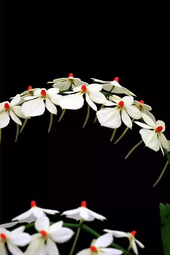 几十种漂亮又特别的兰花邀您共赏,一花一草一世界精品兰花欣赏