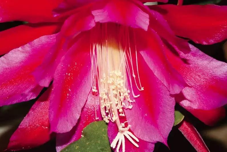 高大的令箭荷花开花是什么样子,远看像荷花