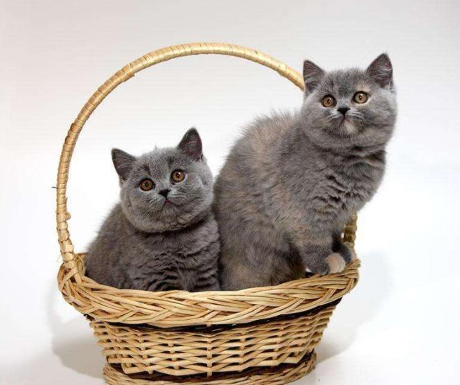 喵星人的3种类型,喵星人类型对照表