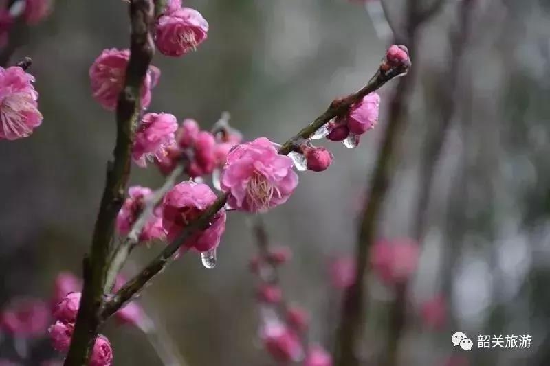 滚蛋吧,春困君!广东这些花花世界让你秒变龙马精神!