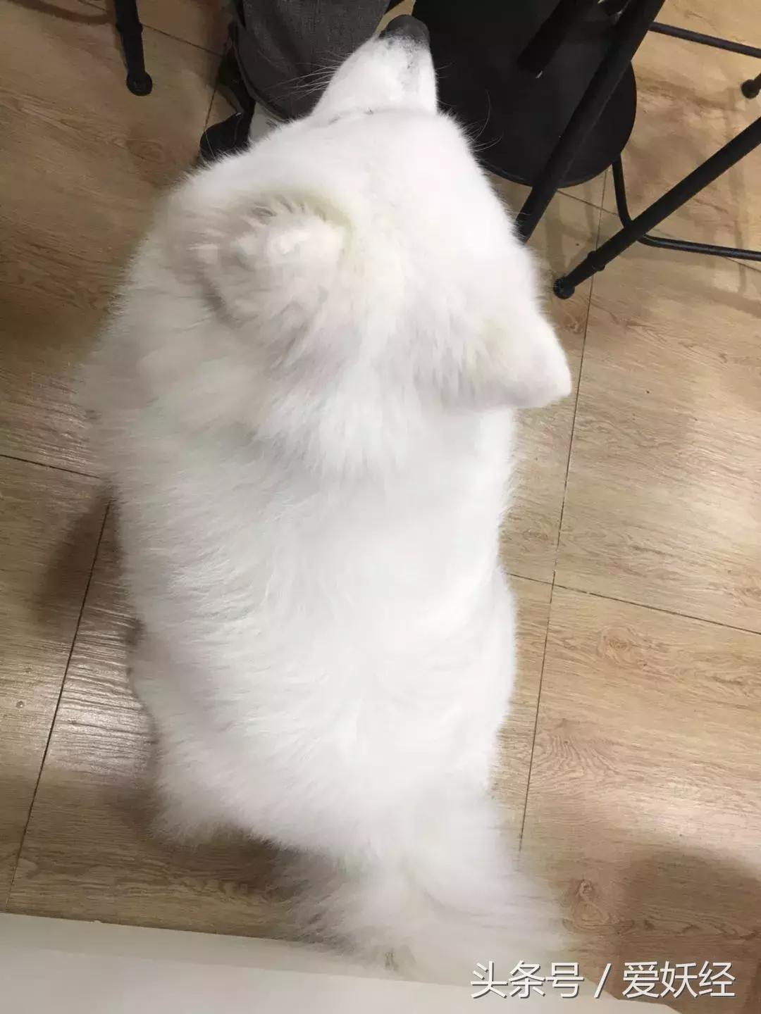 宠物洗护合集,宠物洗护攻略