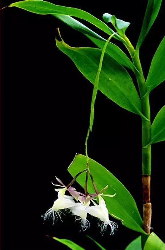 精品兰花欣赏一花一草一世界,100种最美兰花大饱眼福邀君共赏