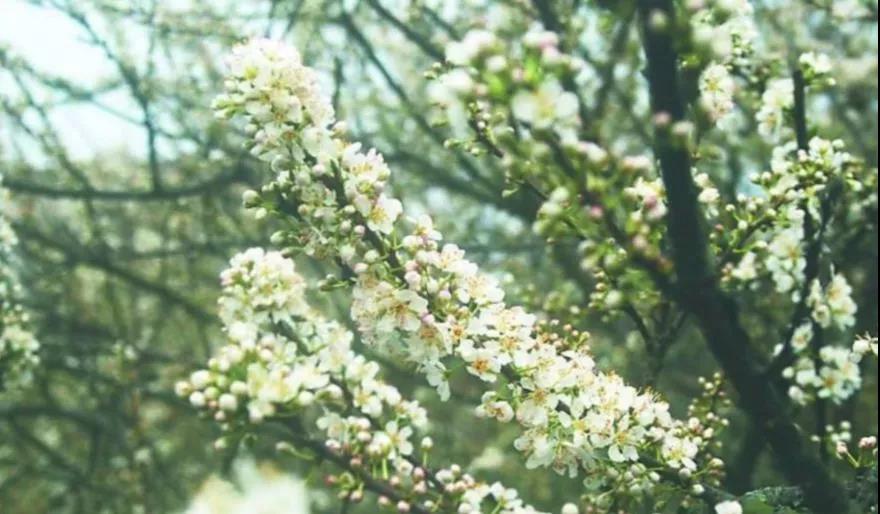 滚蛋吧,春困君!广东这些花花世界让你秒变龙马精神!