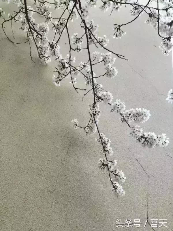 淮阴区卫岗,亳州卫岗镇