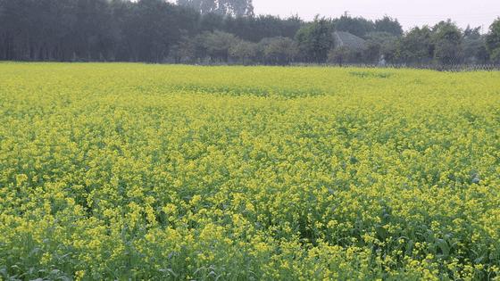 佛山南海赏油菜花,佛山南海油菜花田旅游景点