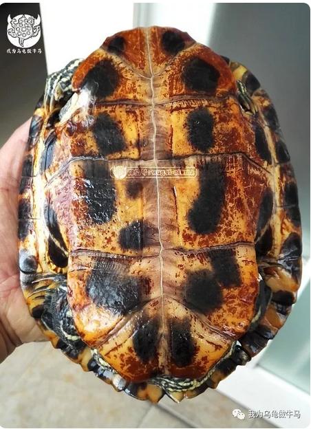 这龟白送你都不要,这篇阅读量要仆街