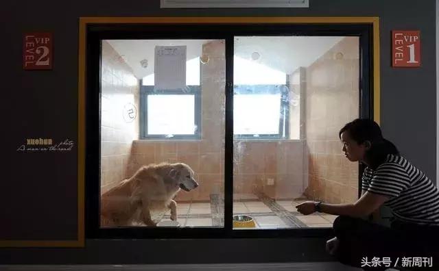 中国顶级宠物酒店,高端宠物酒店推荐