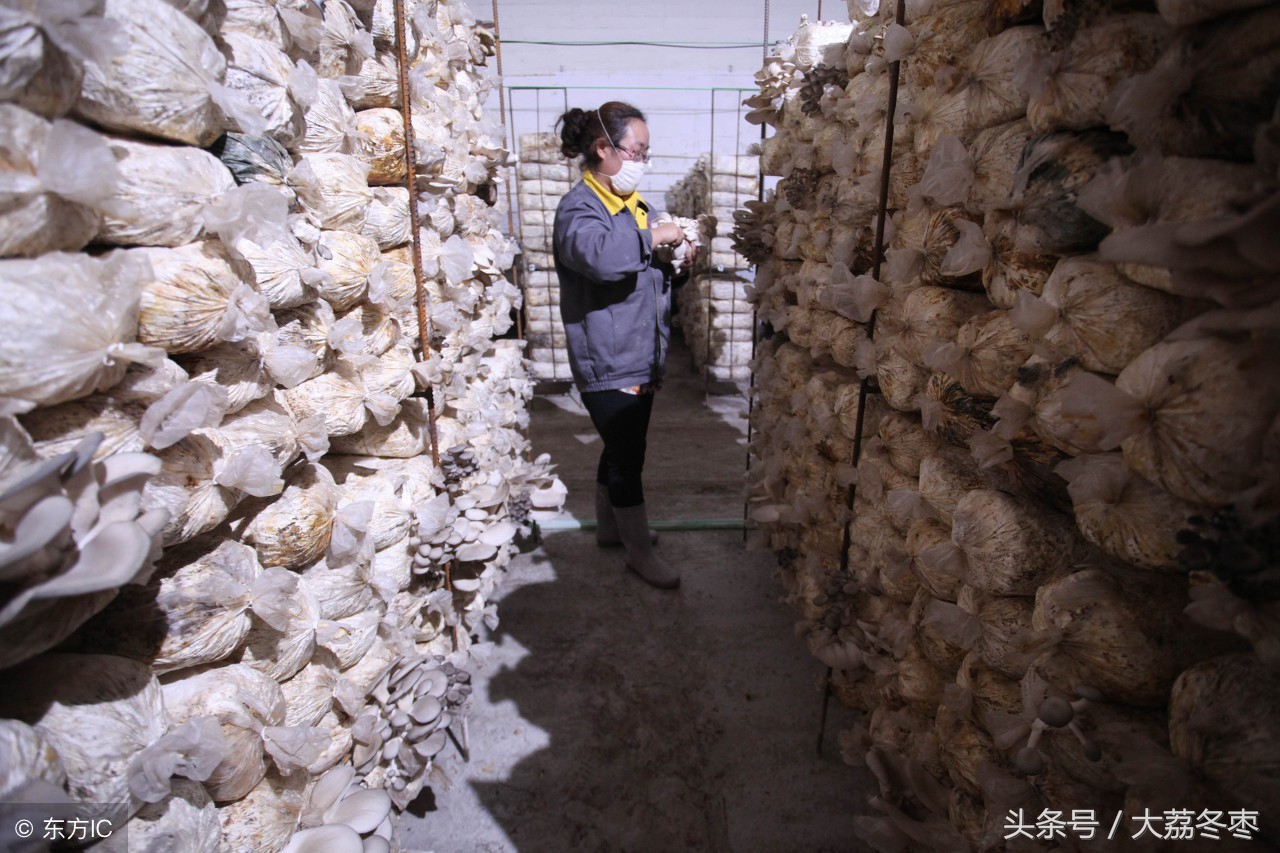 平菇种植最近新技术视频,各种平菇种植技术