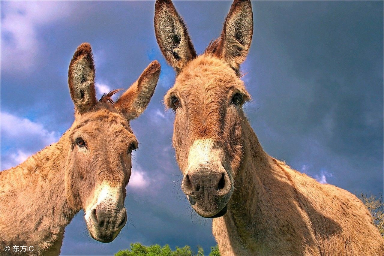 养什么特种养殖好养又赚钱,养殖什么动物省钱