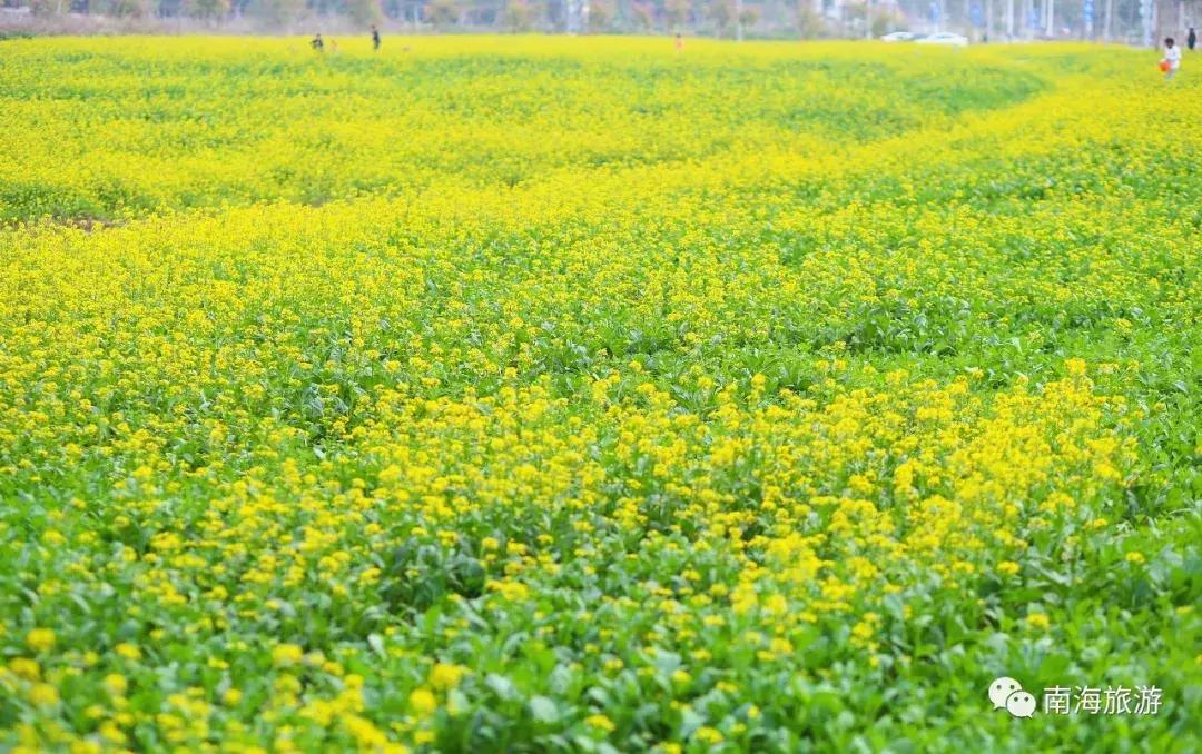 佛山南海赏油菜花,佛山南海油菜花田旅游景点