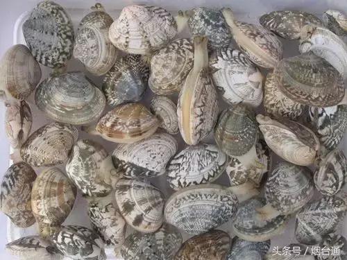 胶东四季的时令海鲜表,老渔民告诉你应季海鲜