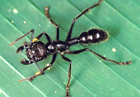 全球十大有毒动物排行榜,在野外要小心什么有毒的动物