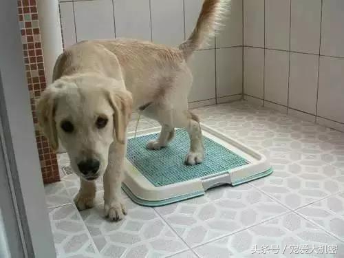 狗狗到处拉尿土方法怎么治,狗狗定点上厕所便便怎么处理