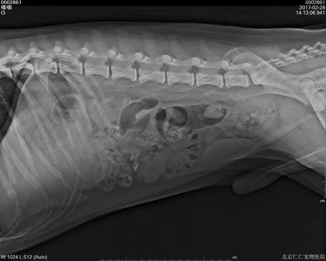 犬猫呕吐的鉴别诊断,犬猫呕吐的诊断和治疗