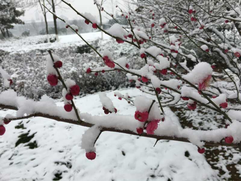 春雪唐韩愈古诗拼音朗读,春雪唐韩愈古诗书法