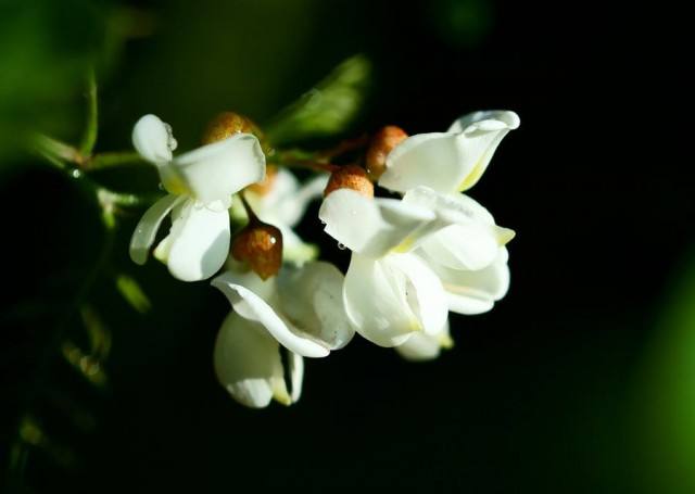 恰如一夜雪飘扬,悄开一树溢香幽。诗友咏槐花诗词一组